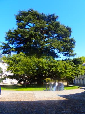 Nartuerlich haben wir heute auch eine Stadtf&uuml;hrung in Tours wo wir eine sehr nette Stadtf&uuml;hrerin bekommen haben die uns die Stadt sehr genau erkl&auml;rt und gezeigt hat Das Bild wurde Im Schlosshof der Catedrale d Tours gemacht wo auch die ganze Sippe zu sehen ist